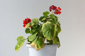 Blooming geranium with yellow leaves because of hotness on white background
