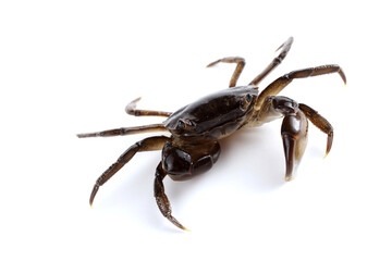 Far eastern little crab