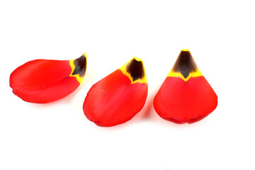 Red tulip petals