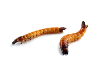 Wireworms isolated on white