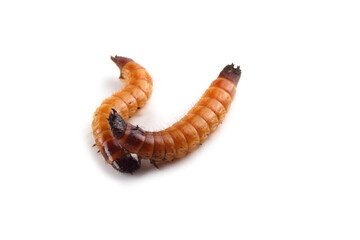 Wireworms isolated on white