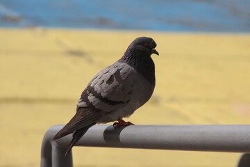 pigeon sitting on the railing