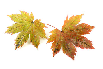 Autumn maple leaves isolated on white
