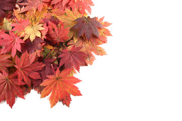 Autumn maple leaves isolated on white