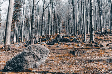 Beech forest in early spring, Giant Mountains, Poland