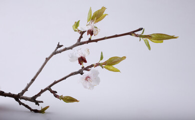 Sakura blossom on gray background
