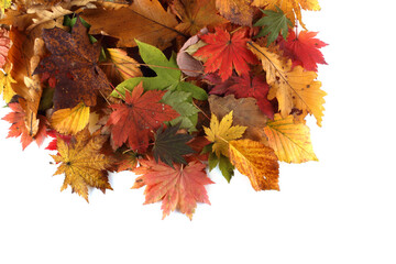 Different autumn leaves background