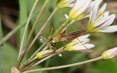 Leaf-Hopper Assassin Bug (Zelus renardii) eating a bee in False Garlic wildflowers in Houston, TX.