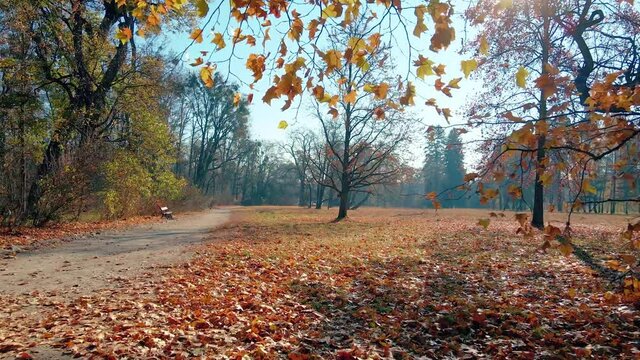Autumn in the park. Camera moves through the yellow autumn leaves