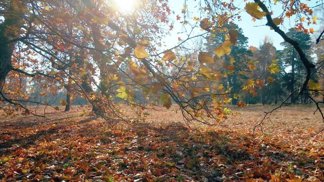 Autumn leaves in the sunny park