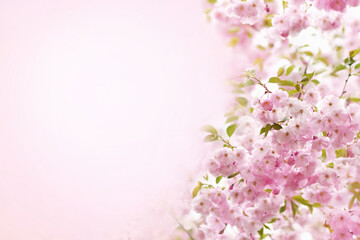 Fototapeta na wymiar Spring blossom, springtime pink flowers bloom, pastel and soft floral card, selective focus, shallow DOF, toned