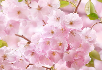 Spring blossom, springtime pink flowers bloom, pastel and soft floral card, selective focus, shallow DOF, toned