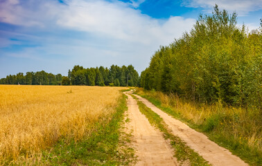 Fototapeta na wymiar A field with oats and a country road on the background of an island of forest and blue sky in summer