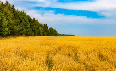 Fototapeta premium A field with oats on the background of an island of forest and blue sky in summer