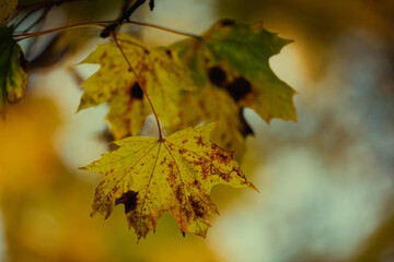 Black spot of green maple leaves Phyllosticta . Plant diseases