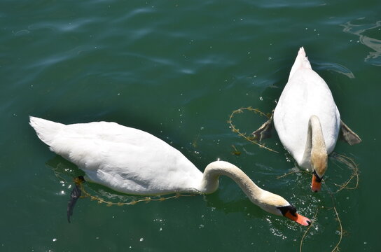 Mute Swan