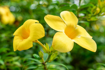 Allamanda cathartica, commonly called golden trumpet, common trumpetvine, and yellow allamanda,  is a species of flowering plant of the genus Allamanda in the family Apocynaceae.