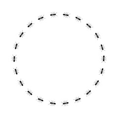 Ant trail circle shape. Frame from black ants.