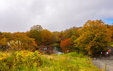 Obraz premium Swamp surrounded by autumn leaves on cloudy day (Zao, Yamagata, Japan)