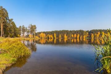 Autumn landscape with pines and yellow birches and the surface of the pond water against the blue sky