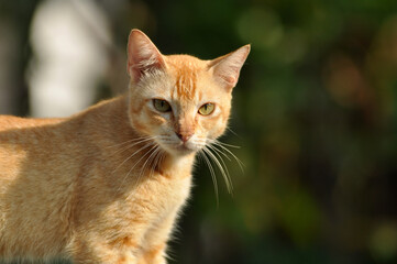 Fototapeta premium Close up of yellow domestic cat at outdoor