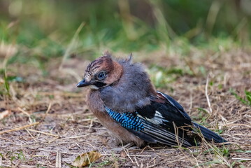 Jay bird on the ground close-up against the background of the forest in summer