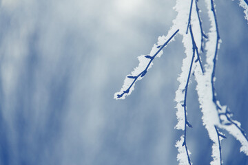 Hoarfrost in tree branch