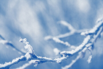 Hoarfrost in tree branch