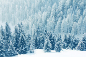 Winter mountain forest in snow