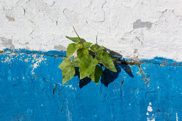 The plant grows on the wall of abandoned house. A tree growing in the gap between two concrete walls. Small leafs growing in a stone wall. Growth concept. Concept of life