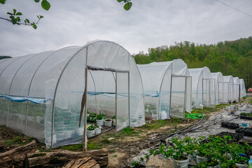 Many greenhouses in the meadow