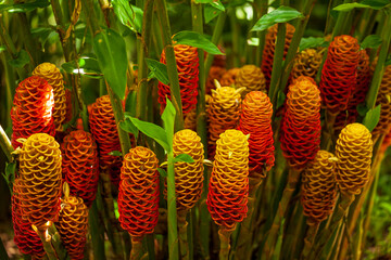 Tropischer Bienenstock Ingwer -Zingiber Spectabile