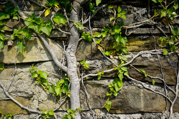 Plants fill the brick wall, background