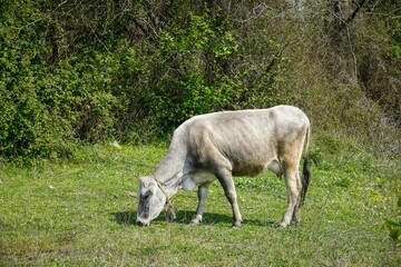 Cow grazing on a green meadow