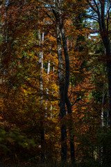 Autumm thebright colors in the forest