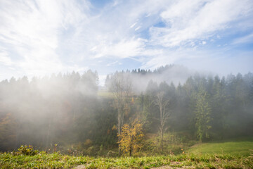 Autumm thebright colors in the forest