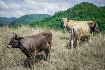 Two cows grazing on a meadow