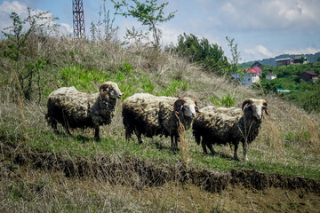 Three rams stand in the meadow