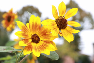 Fiore giallo, dona il sorriso
