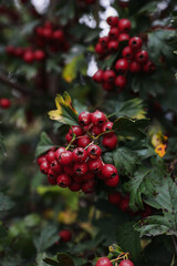 Bacche rosse autunnali