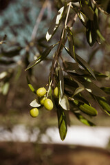 Ramoscello d’oliva 