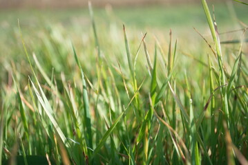 Obraz premium Grass in the field, great background for your project
