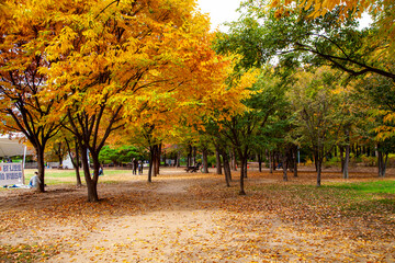 Naklejka premium 가을풍경,서울숲,