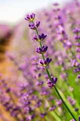 Close up of Purple Lavender flowers in Lavender Field during Summer at Countryside in Transylvania.	
