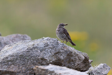 European Rock Pipit Anthus petrosus sitting and feeding on Brittany Coast