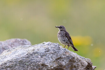 European Rock Pipit Anthus petrosus sitting and feeding on Brittany Coast