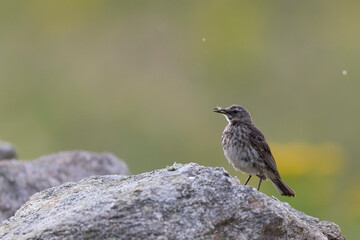 European Rock Pipit Anthus petrosus sitting and feeding on Brittany Coast