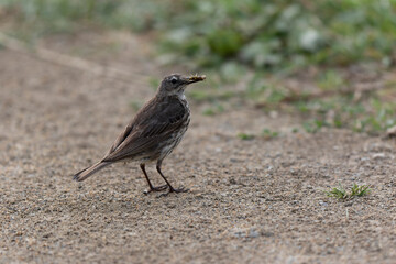 Obraz premium European Rock Pipit Anthus petrosus sitting and feeding on Brittany Coast
