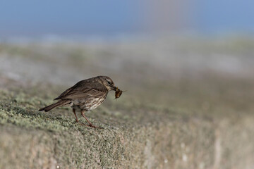 European Rock Pipit Anthus petrosus sitting and feeding on Brittany Coast