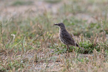 European Rock Pipit Anthus petrosus sitting and feeding on Brittany Coast